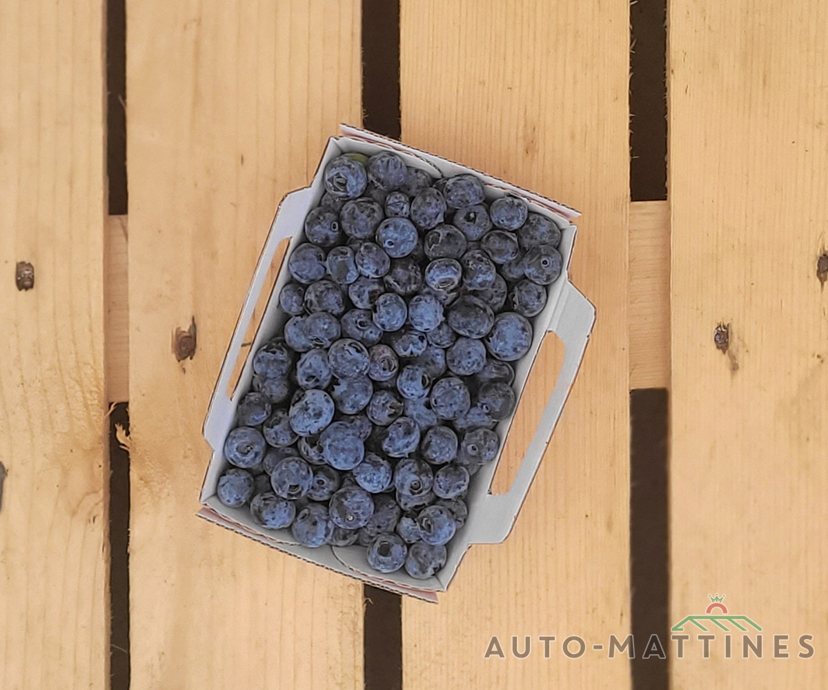 Myrtille 250gr