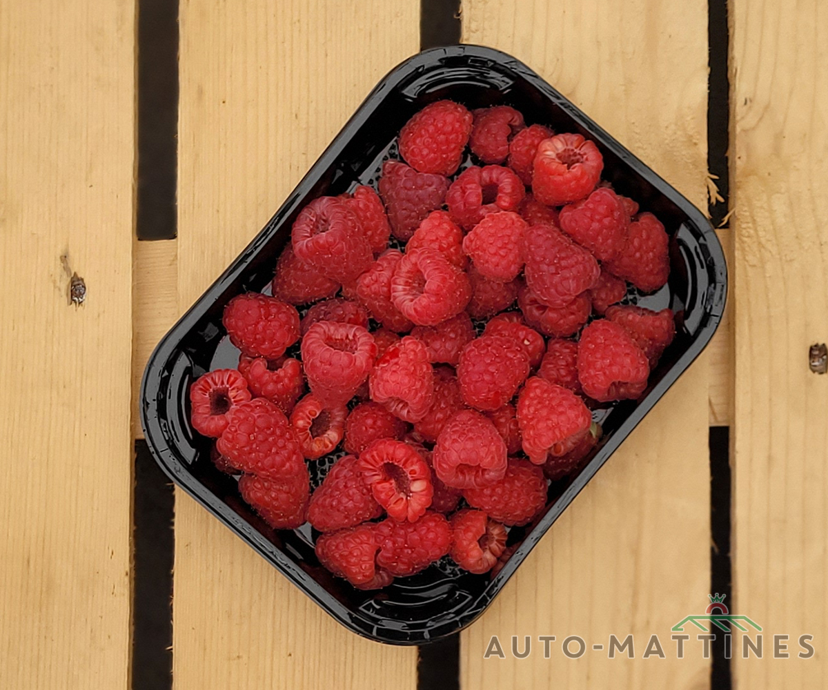 Framboise 250gr