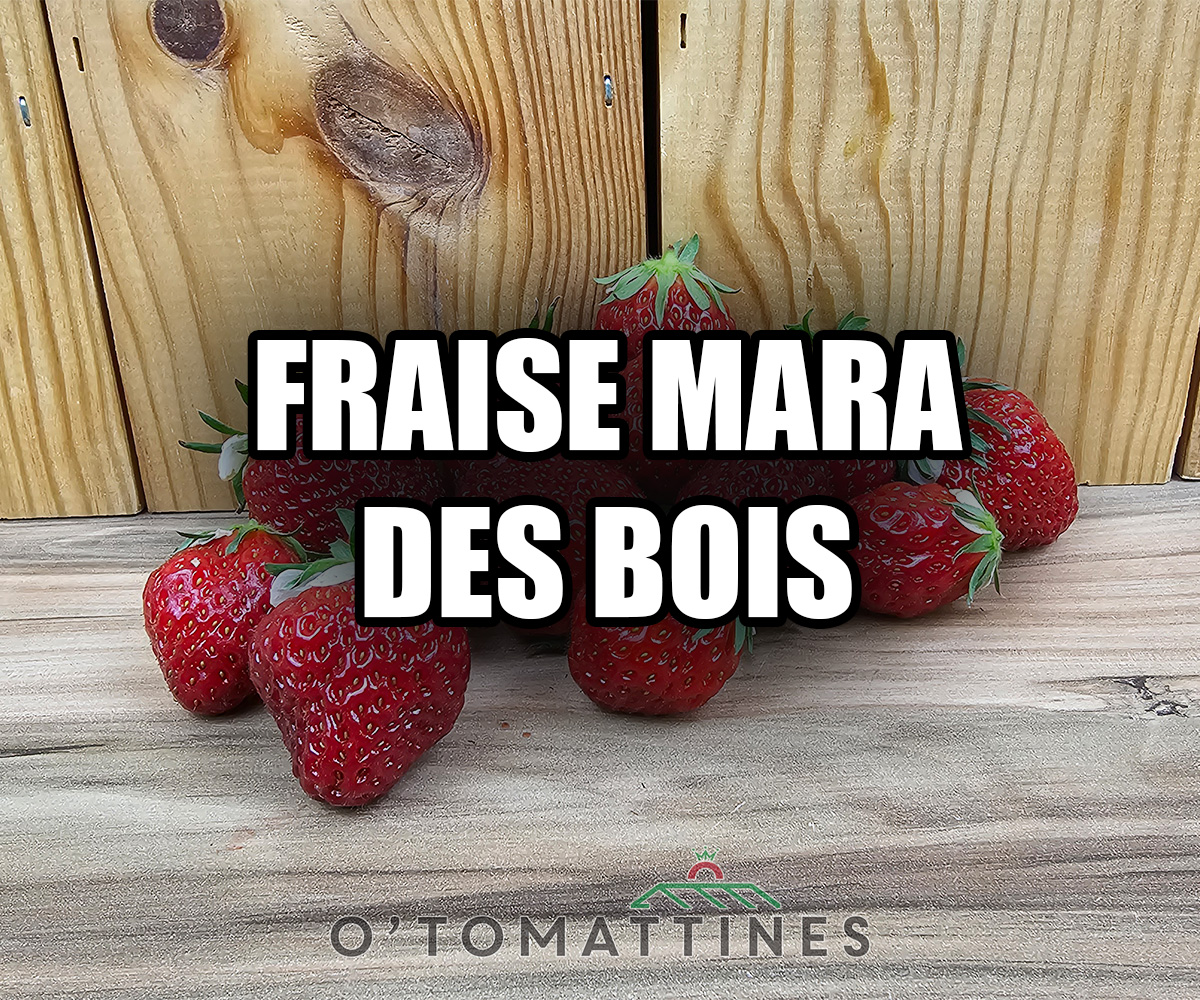 Fraise Mara des Bois 400 gr