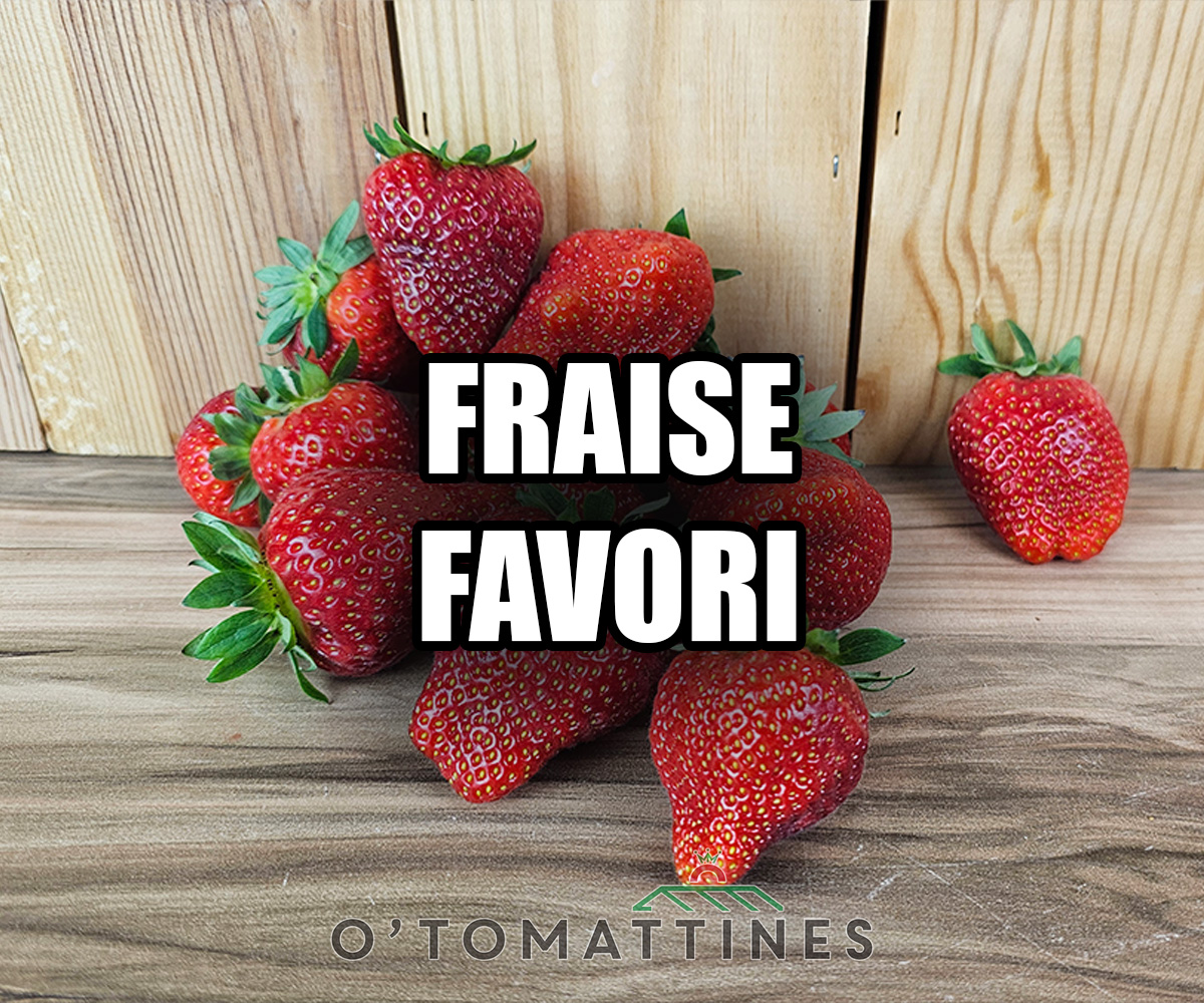 Fraise Favori 500g