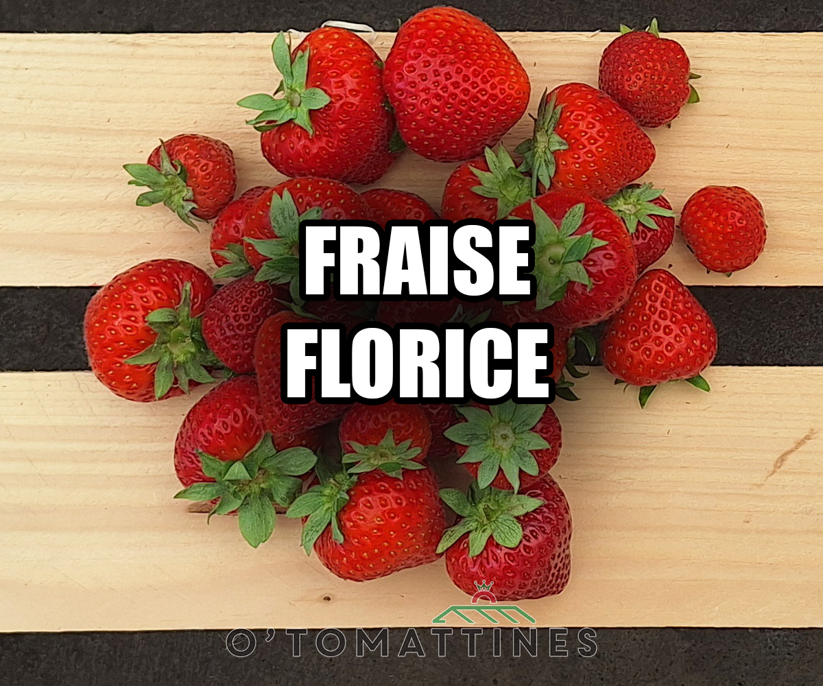 Fraises Florice 500gr